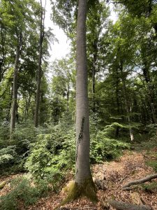 Am Wegesrand